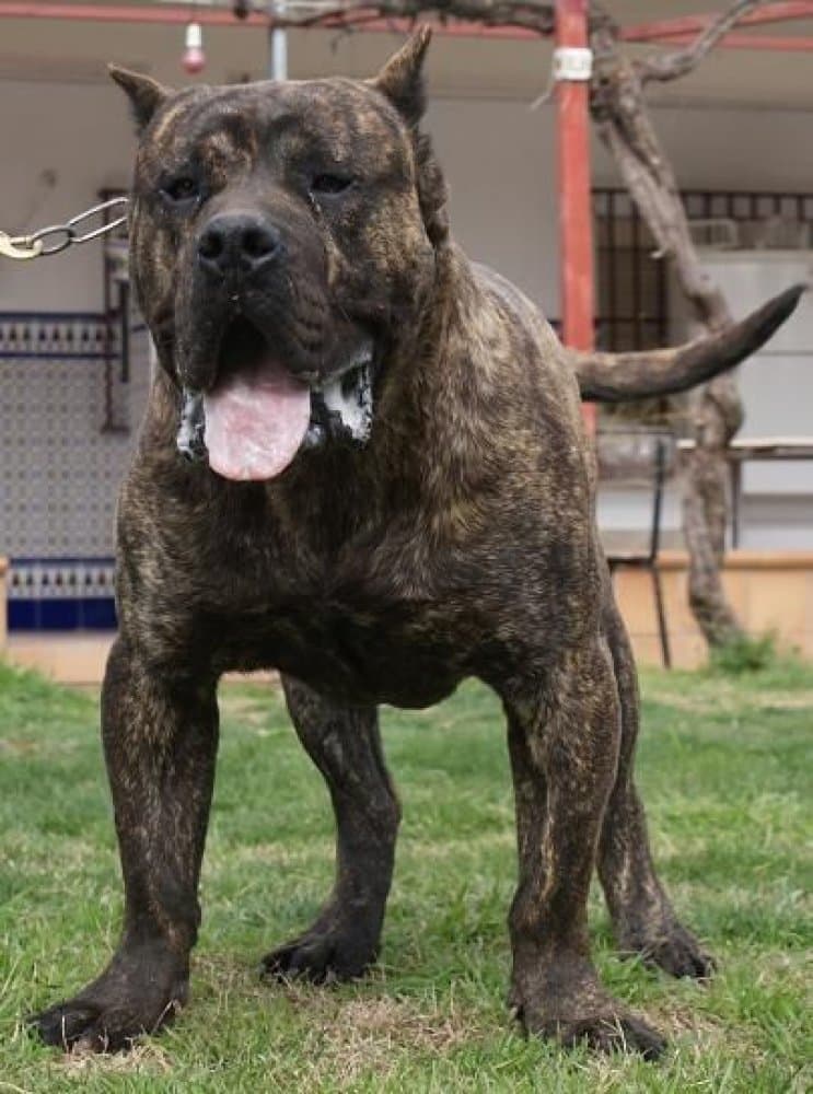 ATOS DE BARNACAN BULL 1