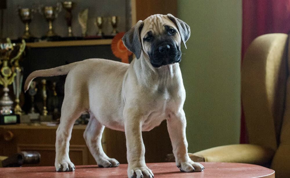 ENZO DE REY GLADIADOR 1