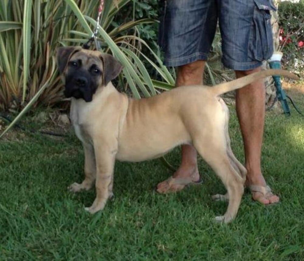 LUPA DE SPALATO BULL 1