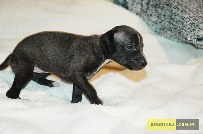 Endorfina Dogoteka FCI 1