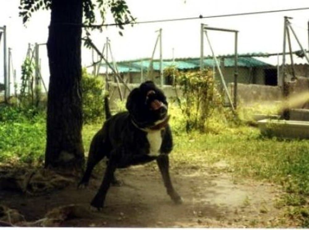 YOKO DE ATLAS ASIO 1