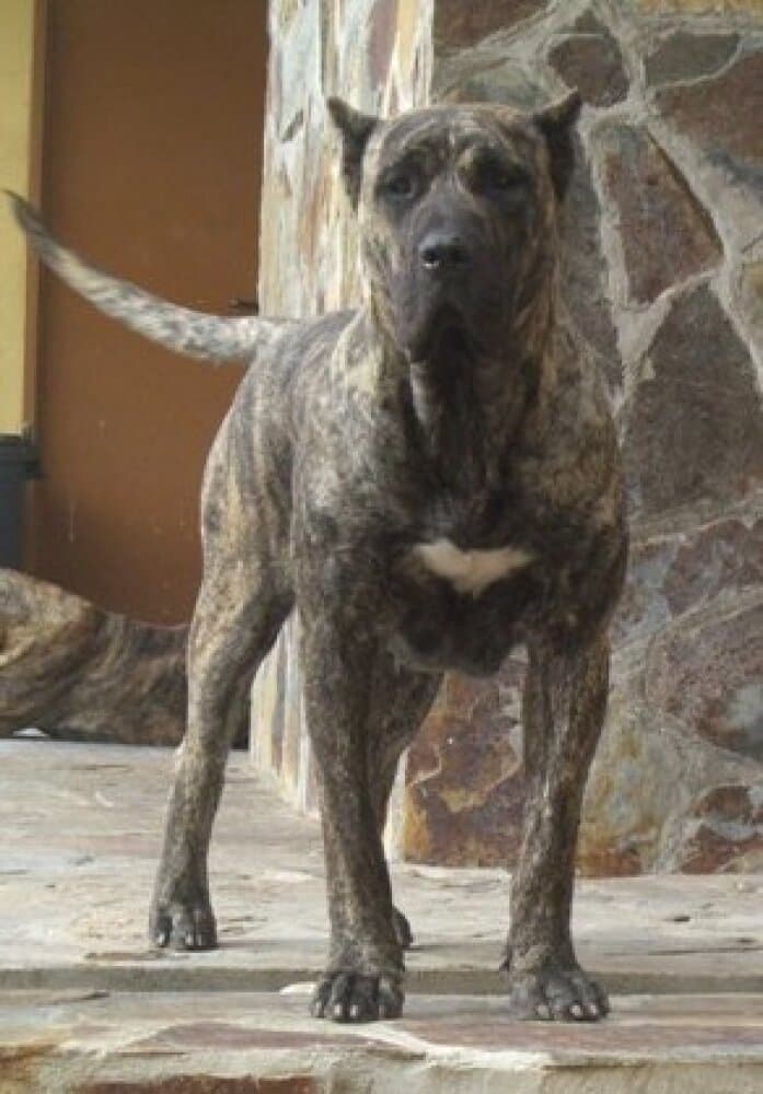 JULIA DE VILLA ALESIA 1