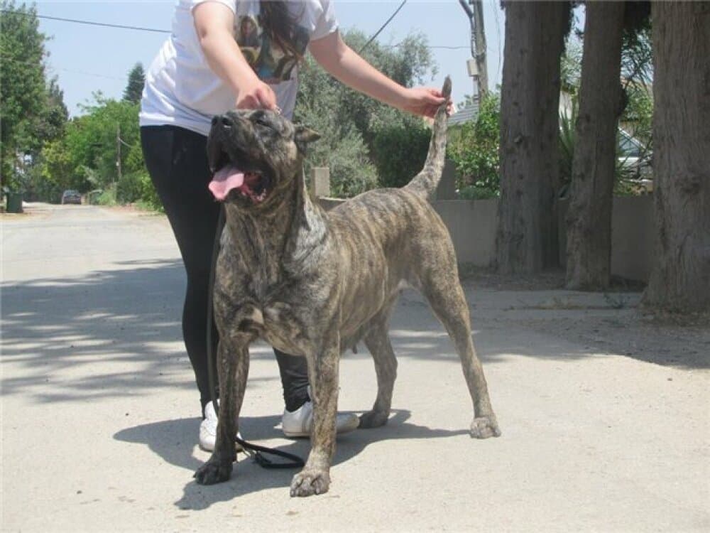 LIANA DE SAMCOR 1