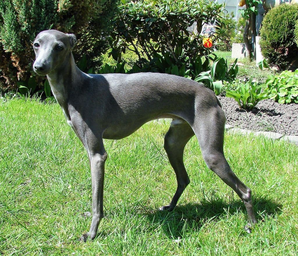 Astra Bravissimo Original 1