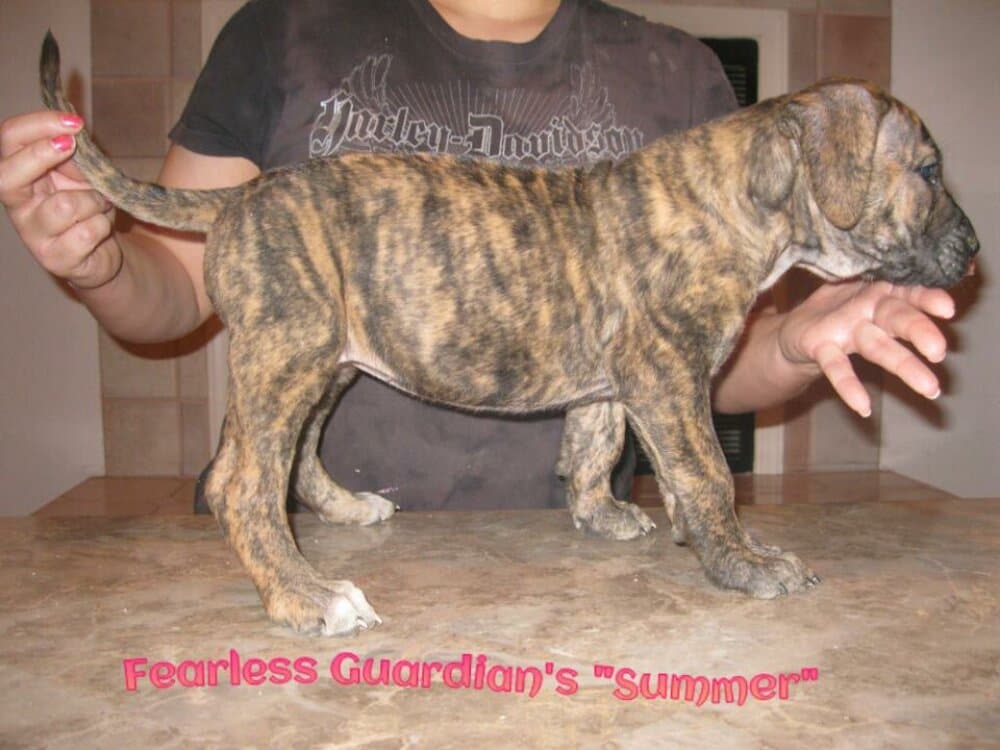 FEARLESS GUARDIAN'S SUMMER 1