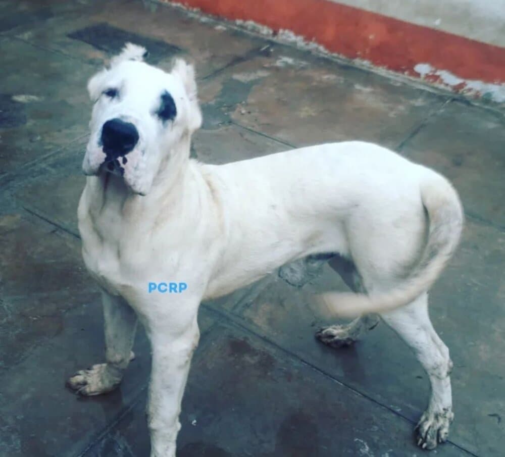 PIRATA DE PCRP KENNEL 1