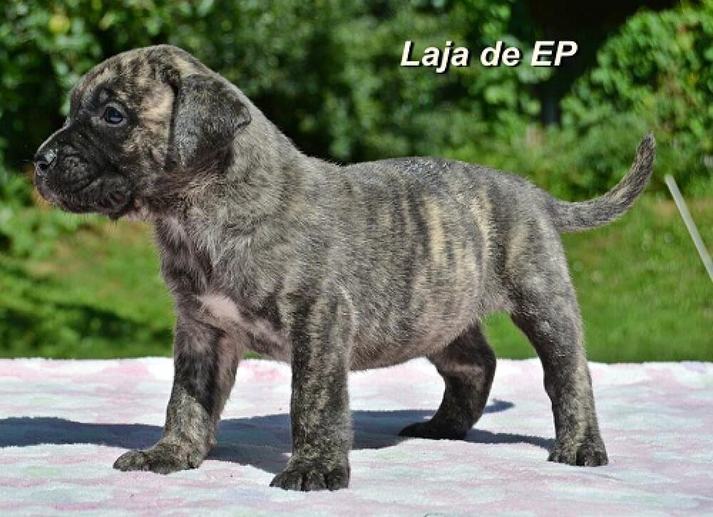 LAJA DE ETERNA PRIMAVERA 1