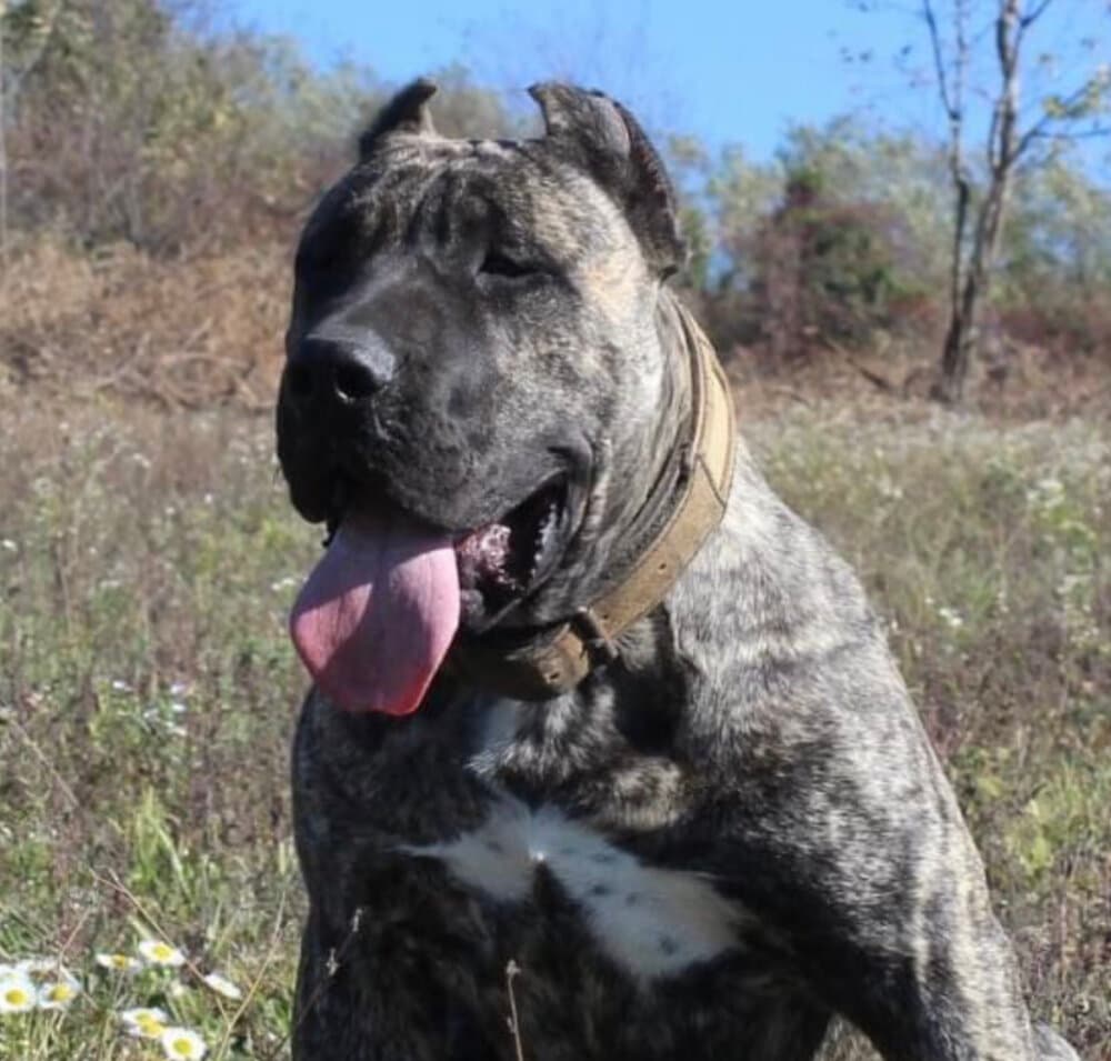 GORDI COLOSSUS OF BUKULJA 1