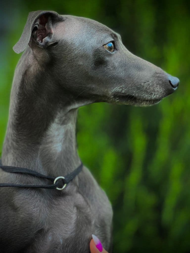 Ari As Key Presley 1
