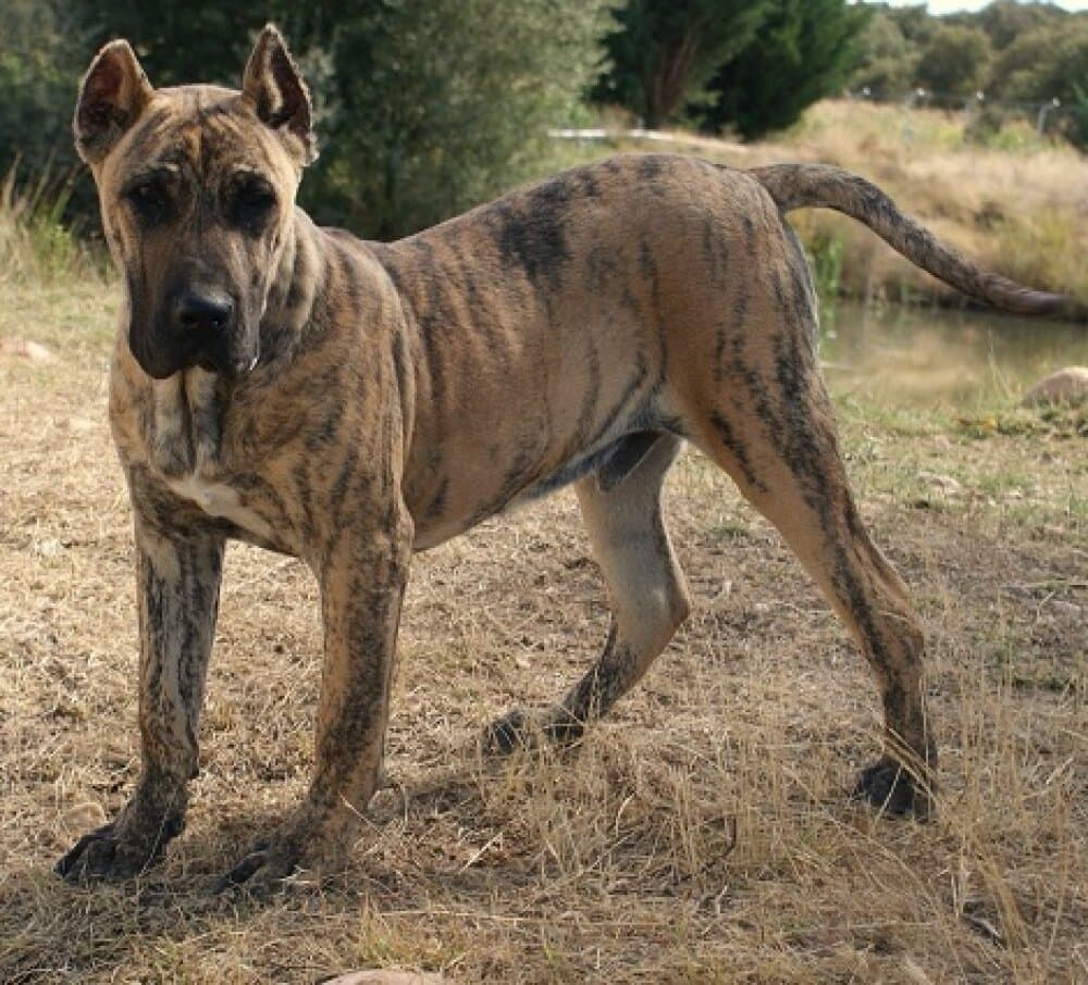 COCO DE BARNACAN BULL 1