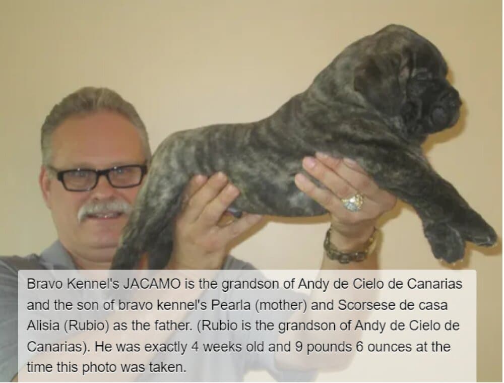 BRAVO KENNEL’S JACAMO 1