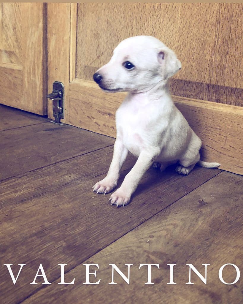Valentino Touch Eclat De La Squadra D'Elite 1