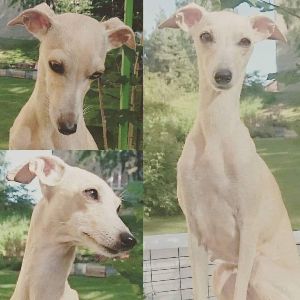 Augustimåne's Blondie 1