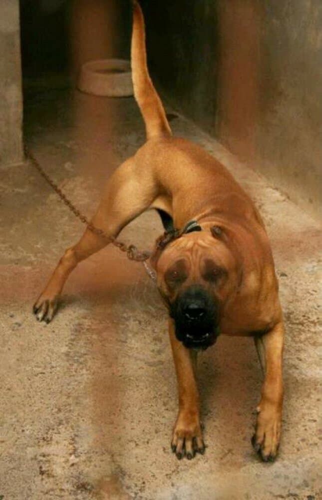 MORO DE PERRO DE LA TIERRA 1