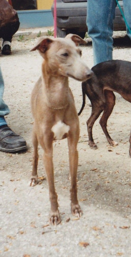 Peronella Skara 1
