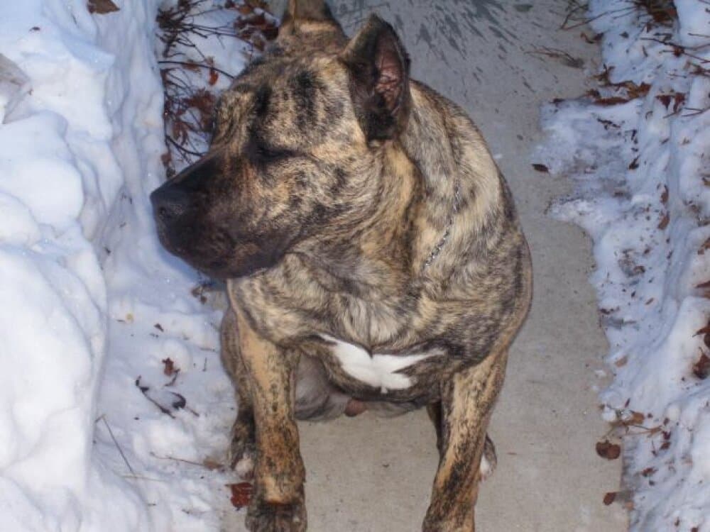 KATRINA DE LEXA ESTATE GUARDIAN 1