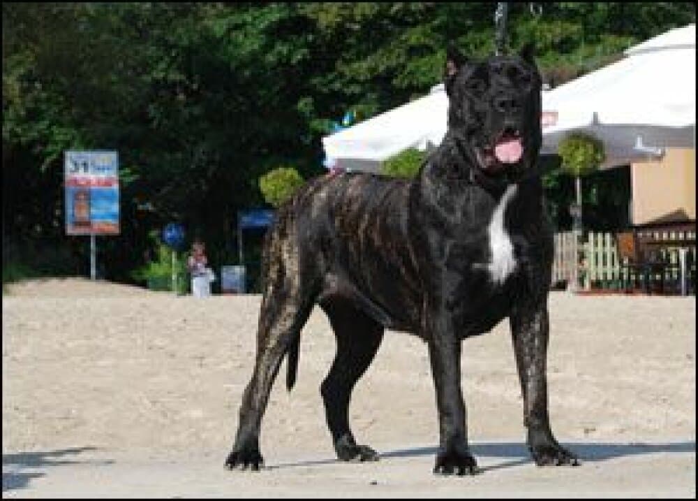 ZULA DE PRESA AWANGARDA 1