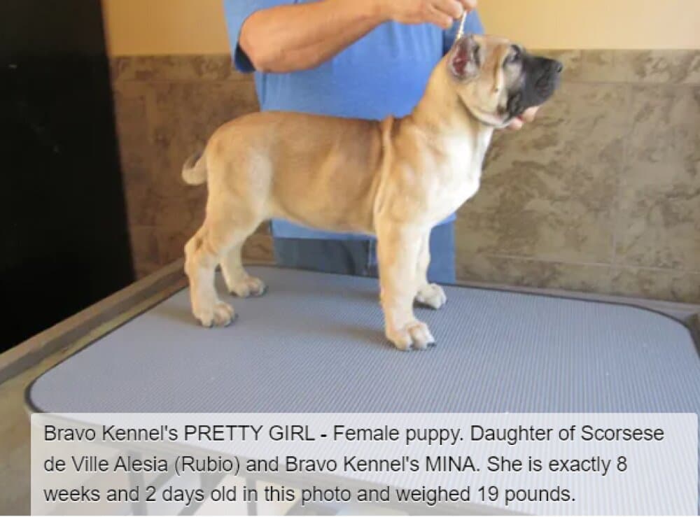 BRAVO KENNEL’S PRETTY GIRL 1