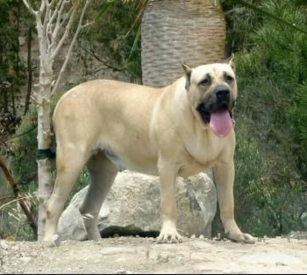 KHIARA DE LA ISLA DE LOS VOLCANES 1