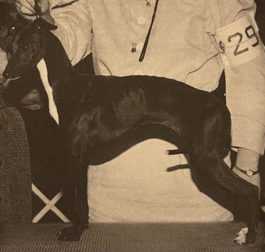 Justa Razzlin Dazzlin Gal 1
