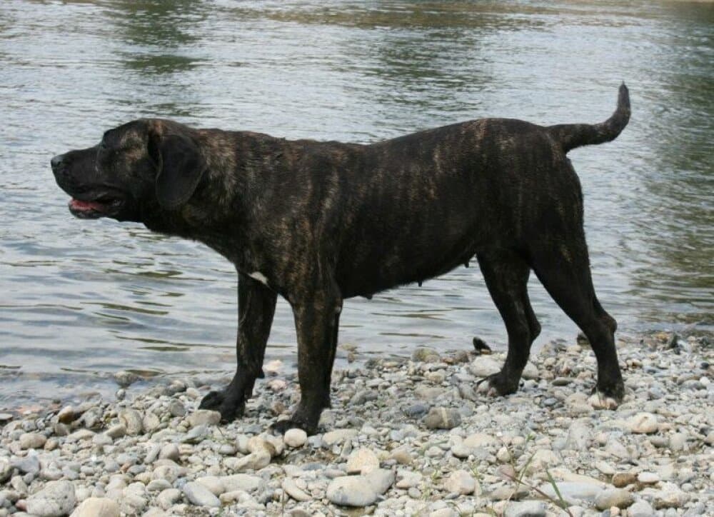 FIERA INNA DE ROYAL PRESA 1