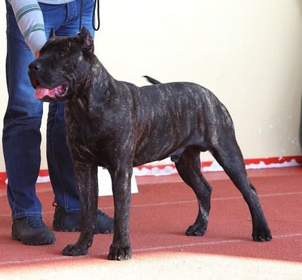RAMIRO CABALLERO CANARIO 1