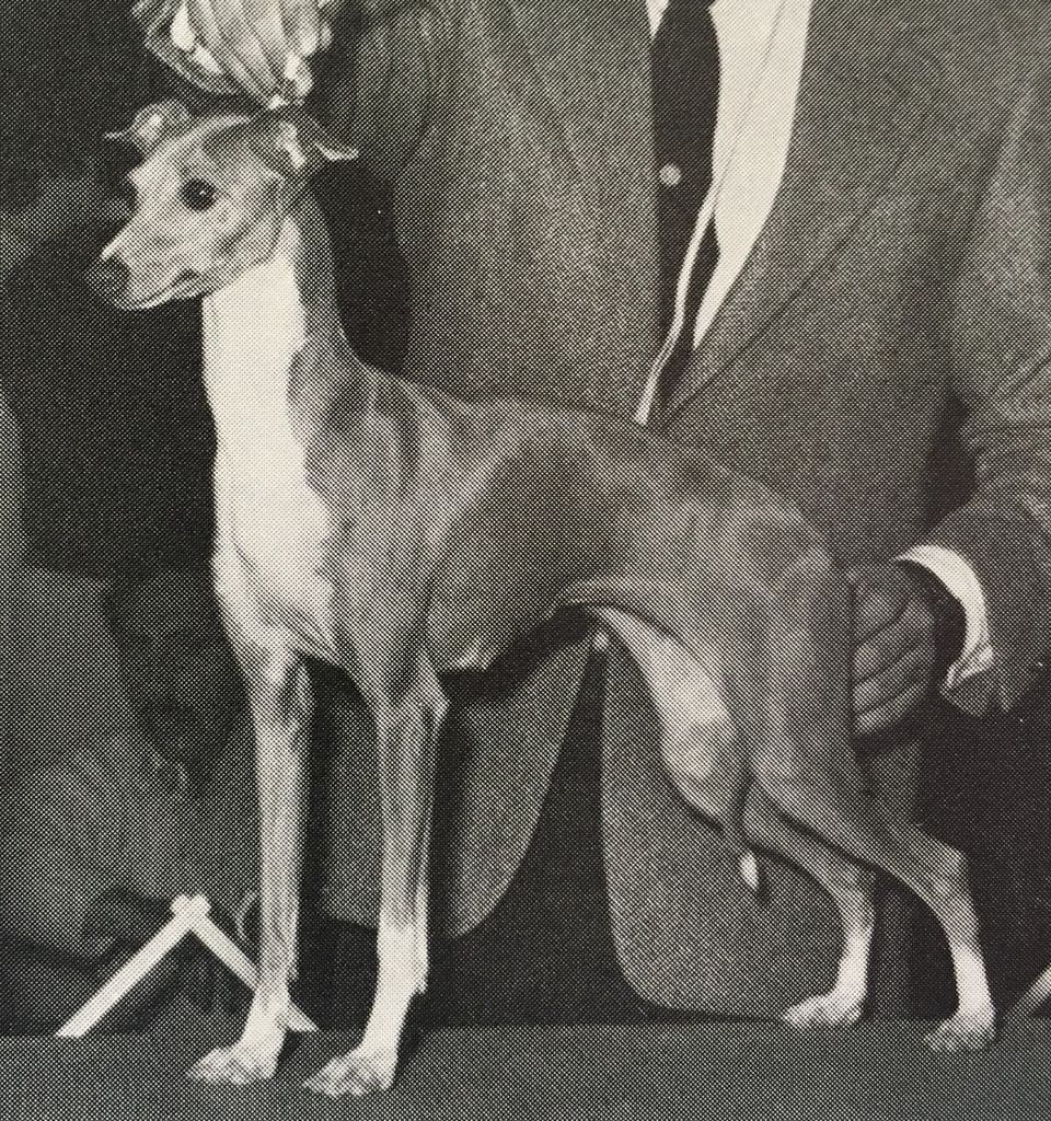 Evergreen's Golden Tiara 1