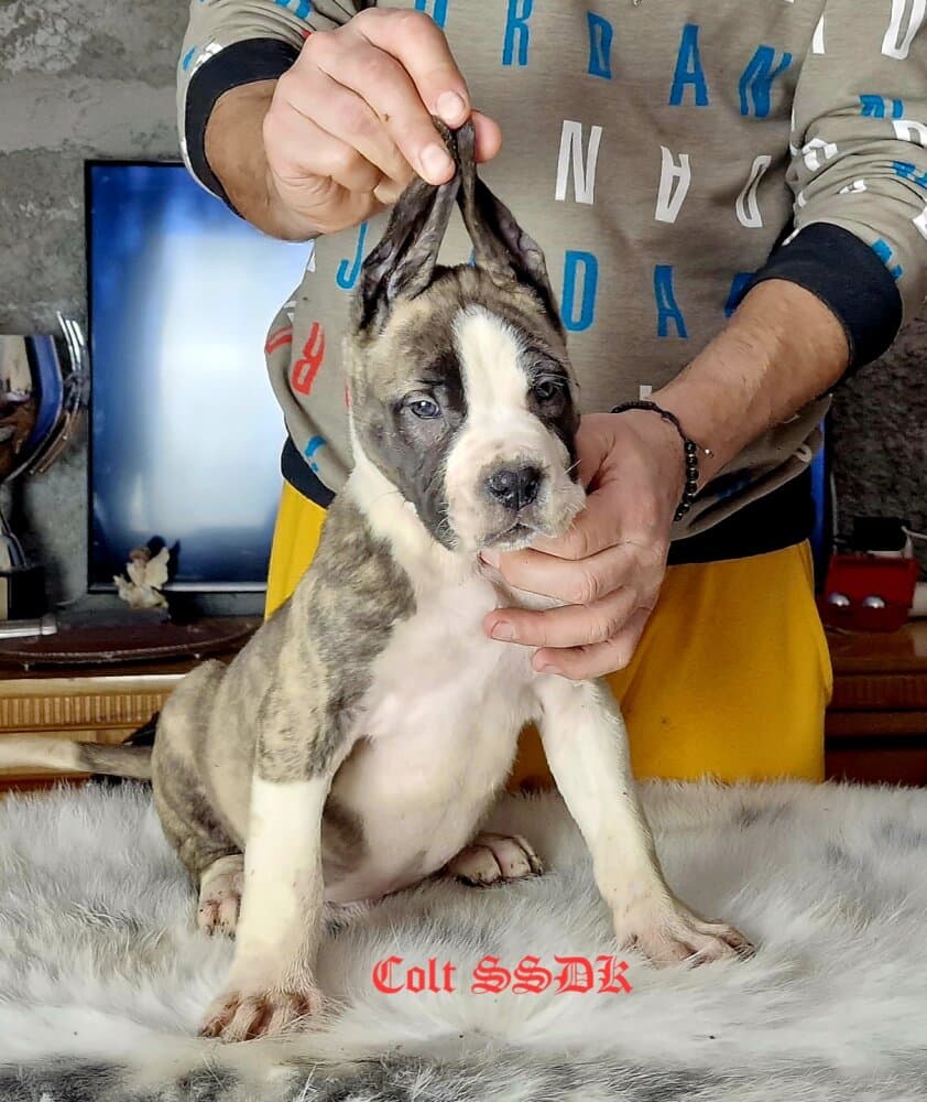 COLT SEVEN SHARKY DINASTY KENNEL 1