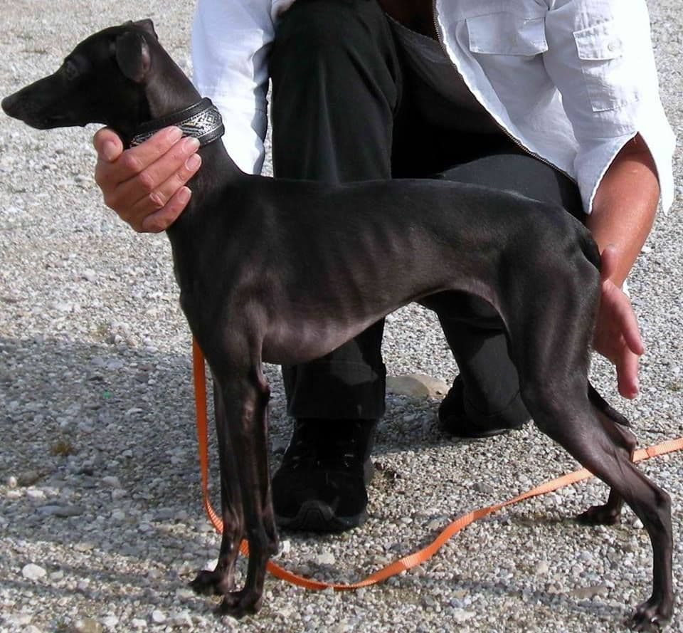 Amicella Le Doue 1