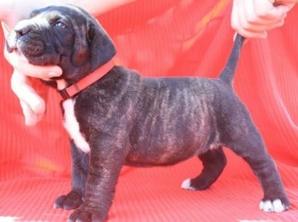 BOSS BULL CANARIO TUNKA 1