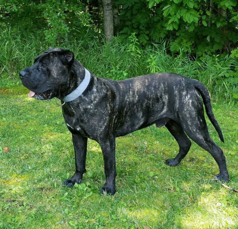 GAIMARO CABALLERO CANARIO 1