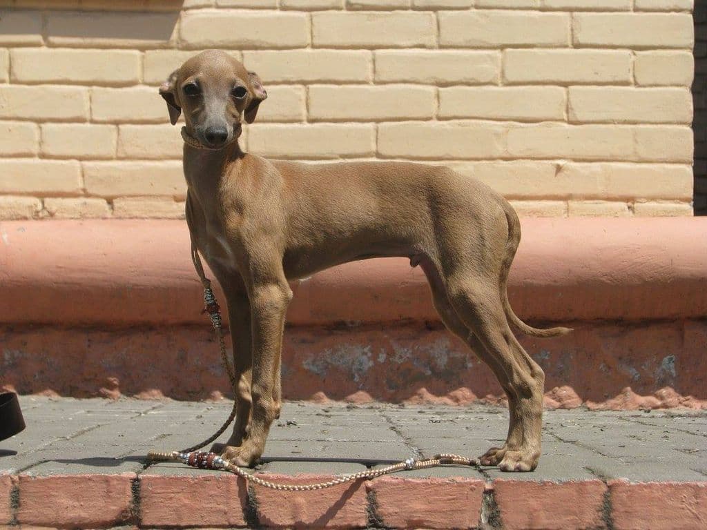 Corleone P'yari Sarna 1