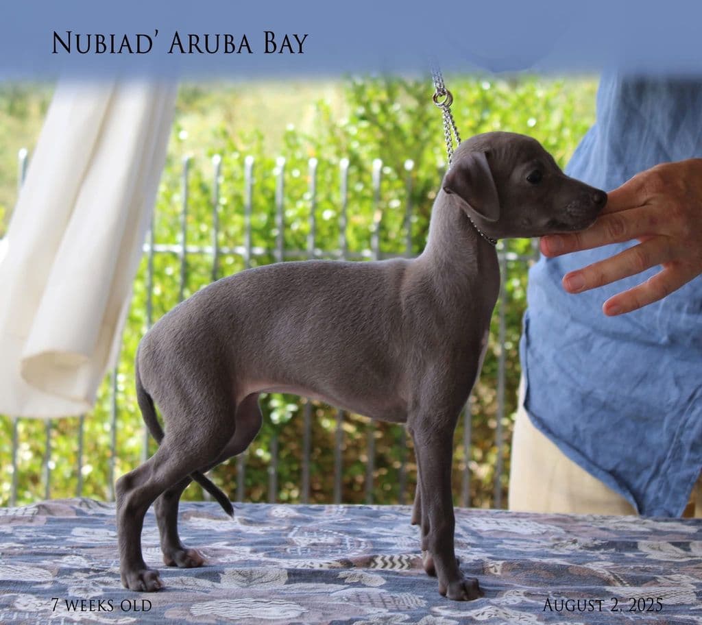 Nubiad’ Aruba Bay 1