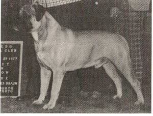 Ch. Roleki's Sampson of Waterbury 1