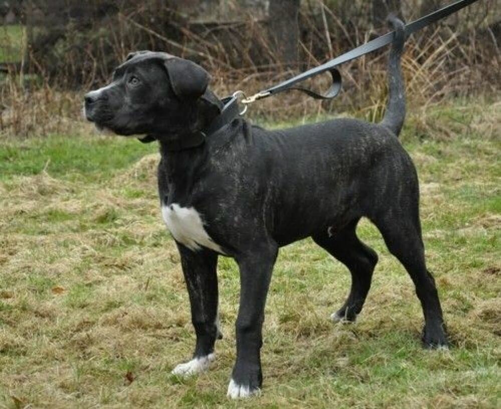 FIRO K9 MADNESS 1