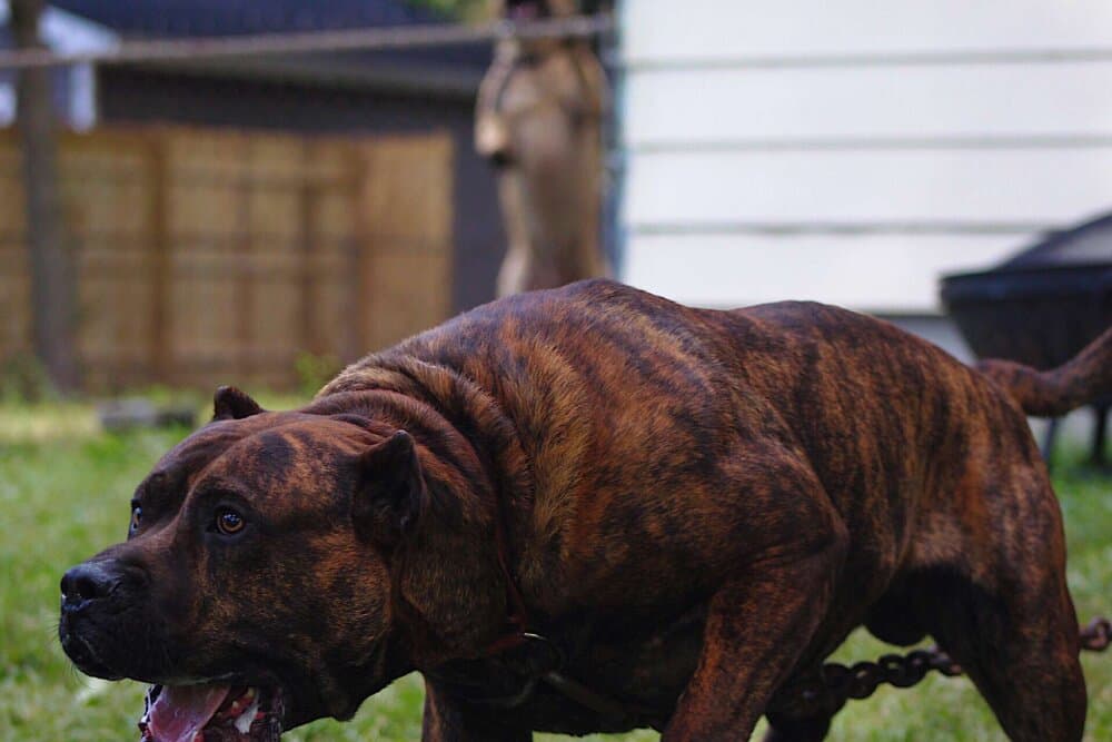 CAIN DE AMERICANBULL 1