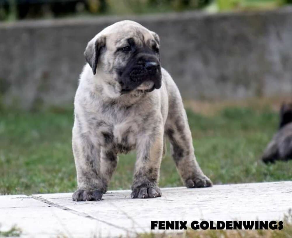 FENIX GOLDENWINGS 1