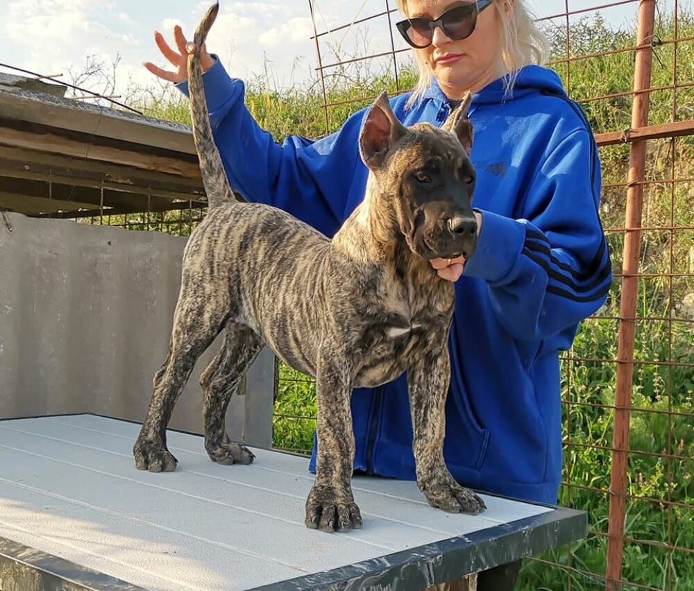 VICA EL AUTENTICO CANARIO 1