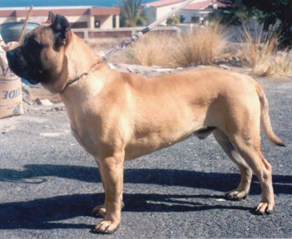 ARICO DE LOS CARDONES 1