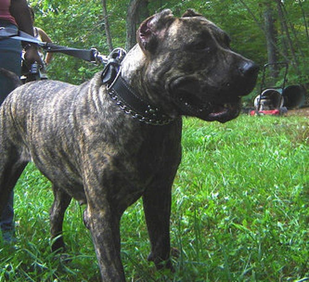 CAPITOL KENNEL JADA 1