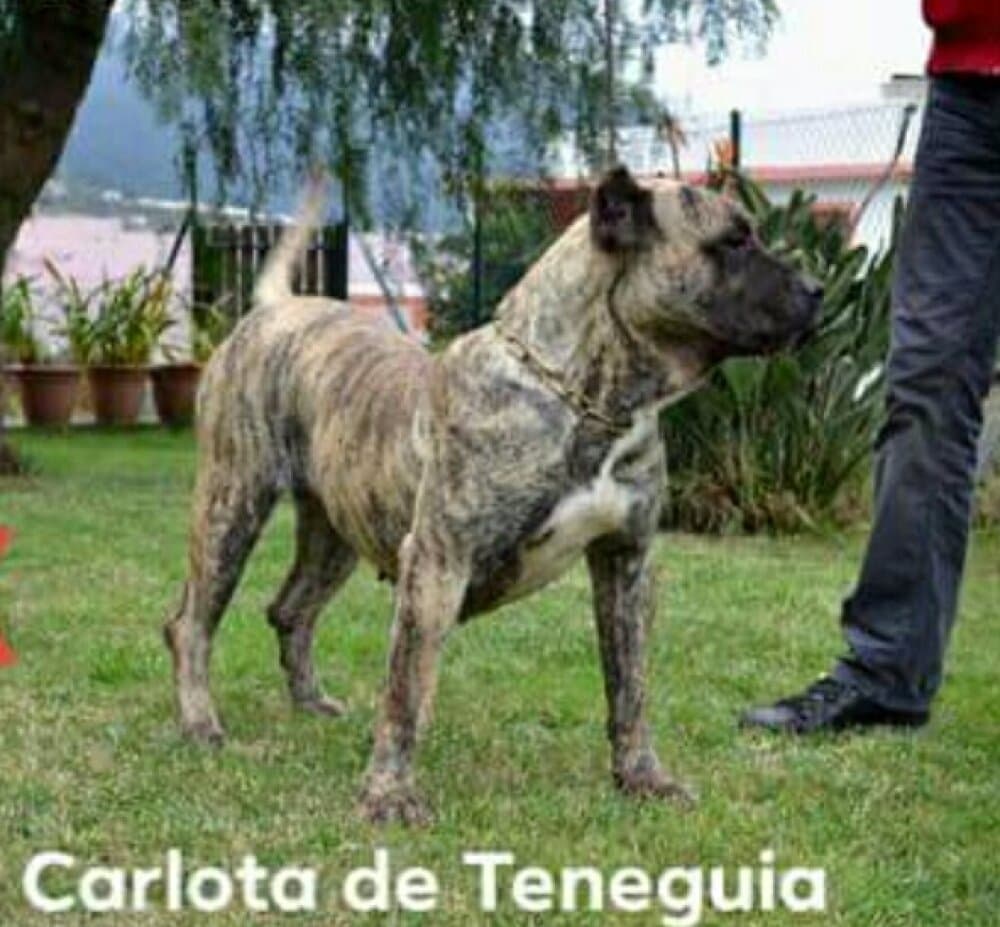 CARLOTA DE TENEGUIA 1