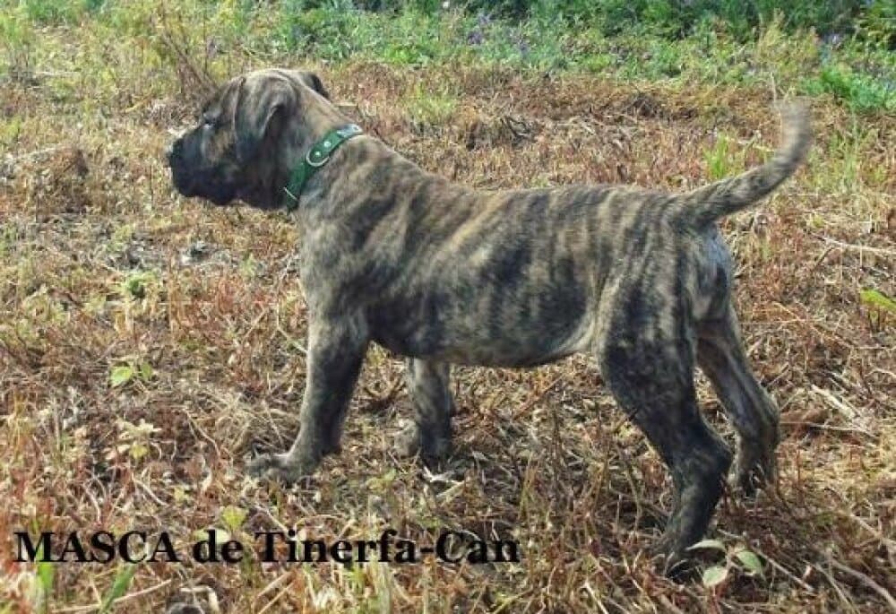 MASCA DE TINERFA-CAN 1