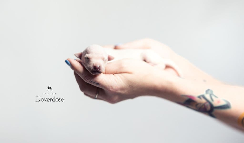 Chartbeat L'overdose 1