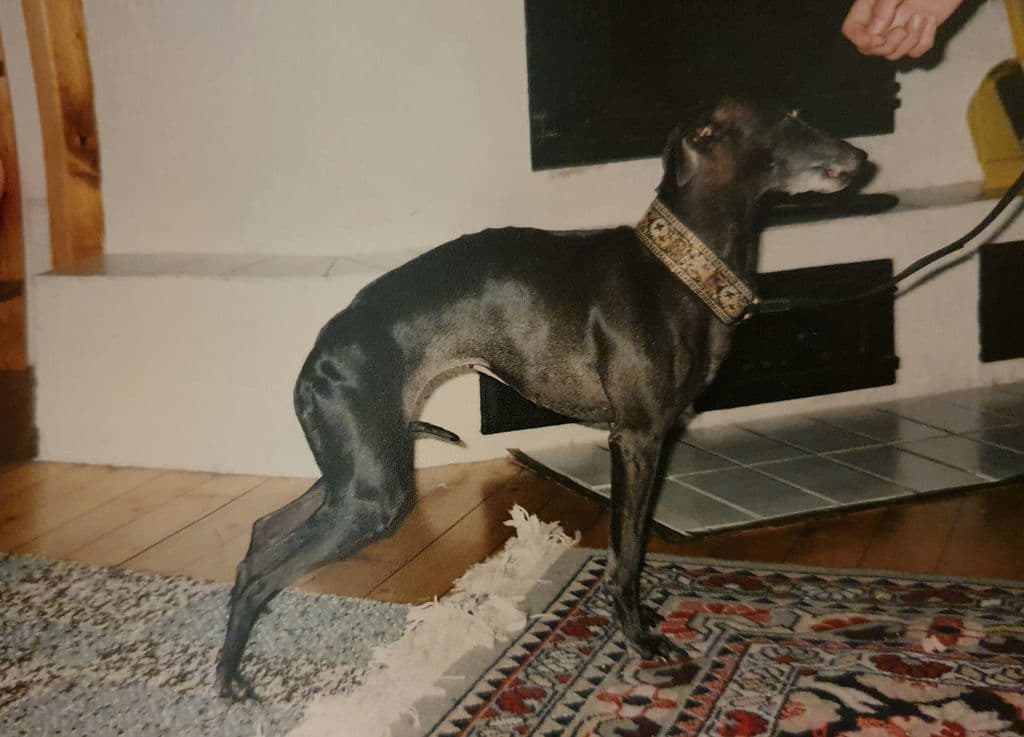 Indian Hill's Idefix 1
