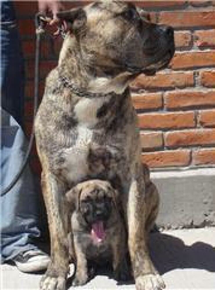 RUBIA DE RANCHO BRAVO 1