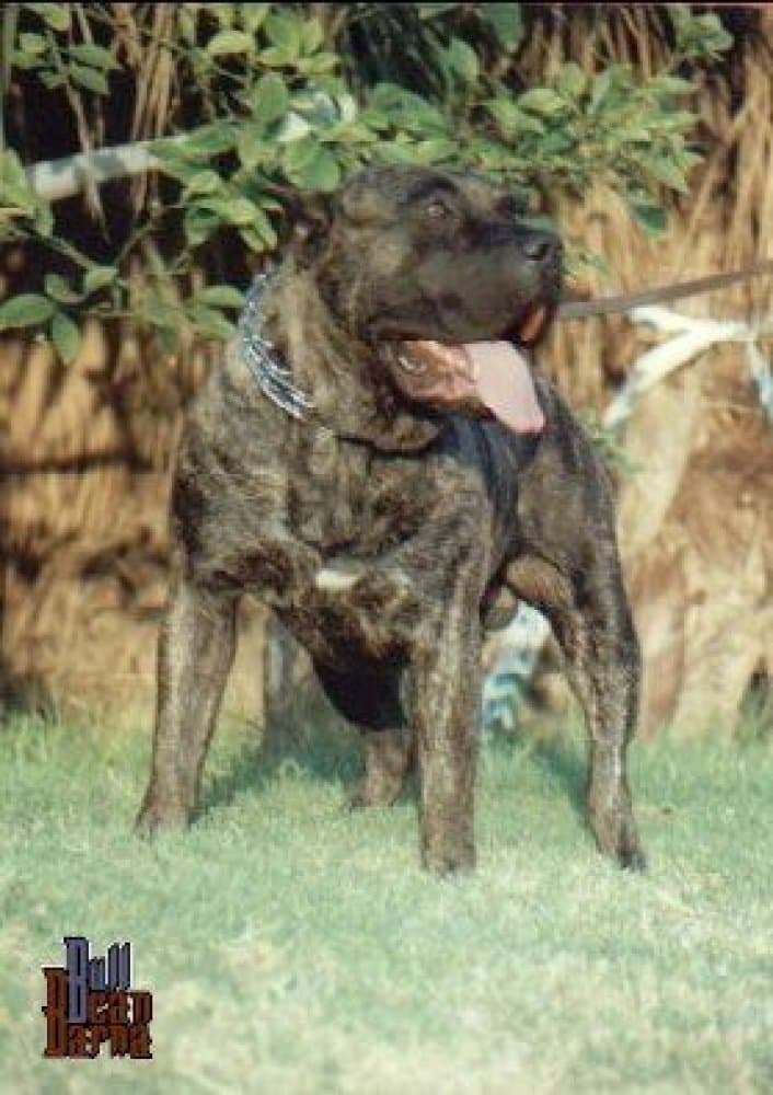 GOLFO DE BARNACAN BULL 1