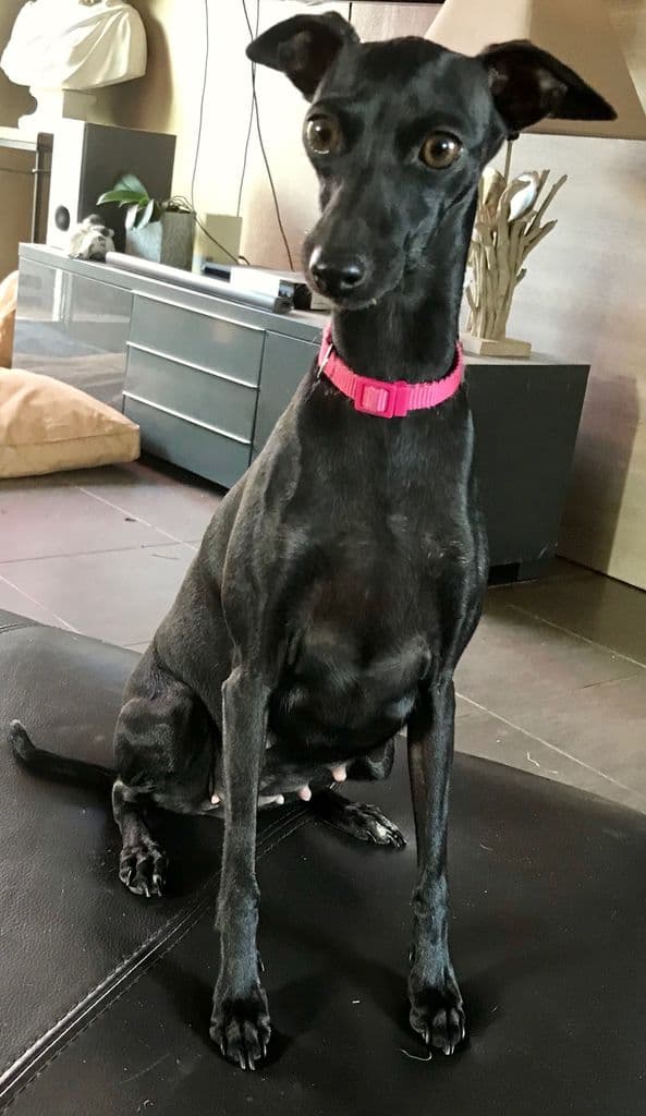 Nereide Black Du Domaine De Chanteloup 1