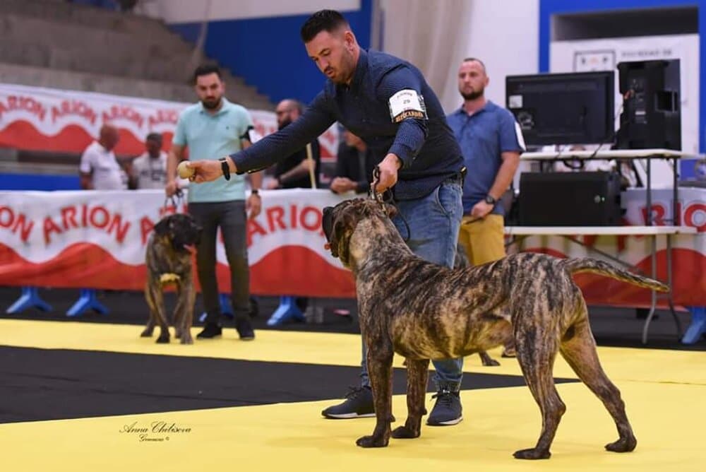 BESAY CANARIKENNEL 1
