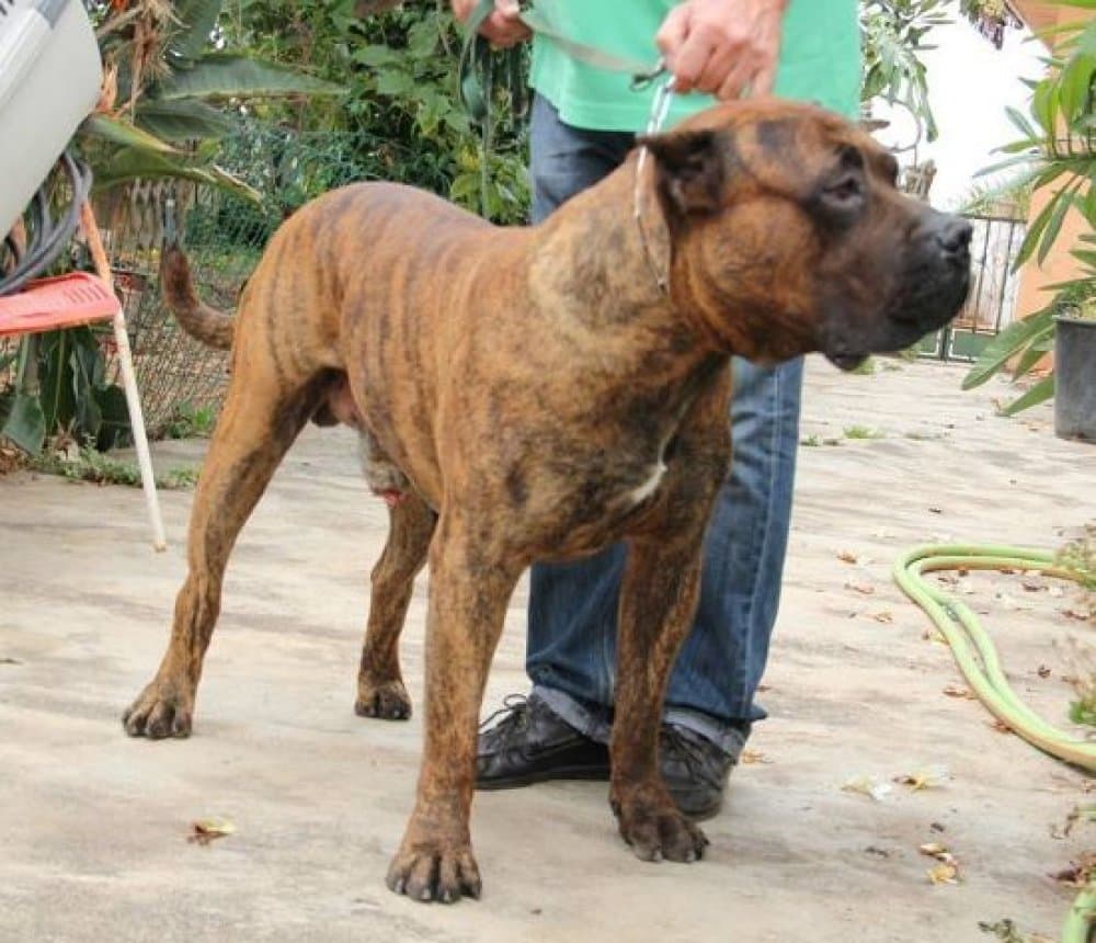BRUTUS (DE ATLANTIDA CAN) 1