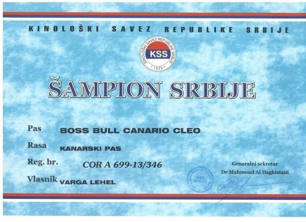 BOSS BULL CANARIO CLEO 1
